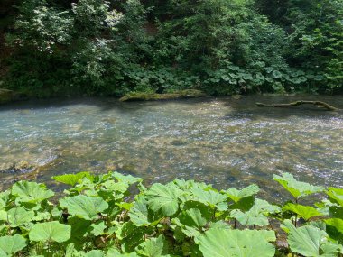 Gorski kotar - Vrbovsko, Hırvatistan 'daki küçük Kamacnik nehrinin koruma altındaki manzarası (Zasticeni krajolik rotası Kamacnik u Gorskom kotaru - Vrbovsko, Hrvatska)