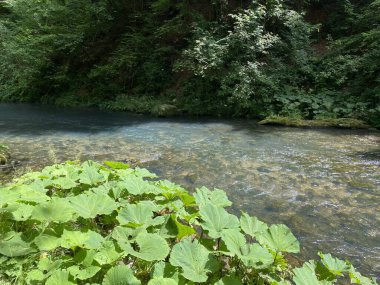 Gorski kotar - Vrbovsko, Hırvatistan 'daki küçük Kamacnik nehrinin koruma altındaki manzarası (Zasticeni krajolik rotası Kamacnik u Gorskom kotaru - Vrbovsko, Hrvatska)