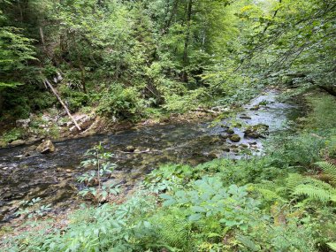 Gorski kotar - Vrbovsko, Hırvatistan 'daki küçük Kamacnik nehrinin koruma altındaki manzarası (Zasticeni krajolik rotası Kamacnik u Gorskom kotaru - Vrbovsko, Hrvatska)