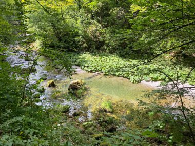 Gorski kotar - Vrbovsko, Hırvatistan 'daki küçük Kamacnik nehrinin koruma altındaki manzarası (Zasticeni krajolik rotası Kamacnik u Gorskom kotaru - Vrbovsko, Hrvatska)