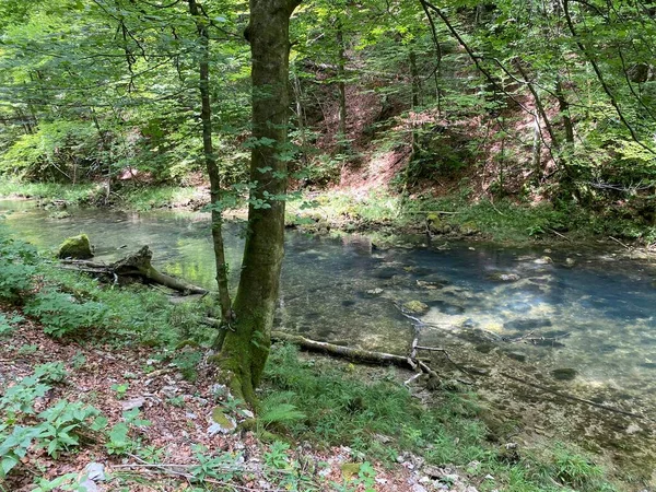 Geschützte Landschaft Des Kleinen Flusses Kamacnik Gorski Kotar Vrbovsko Kroatien — Stockfoto