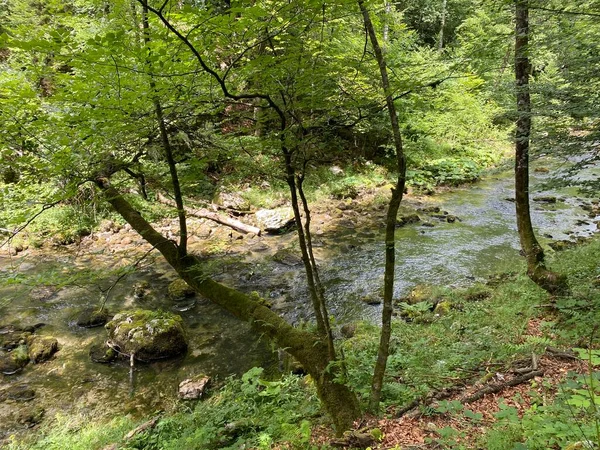 Paisaje Protegido Del Pequeño Río Kamacnik Gorski Kotar Vrbovsko Croacia —  Fotos de Stock