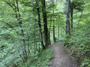 Gorski kotar 'daki Kamacnik nehir kanyonu boyunca yürüyüş yolu - Vrbovsko, Hırvatistan (Pjesacka staza duz zasticenog krajolika kanjona Kamacnik u Gorskom kotaru - Vrbovsko, Hrvatska)
