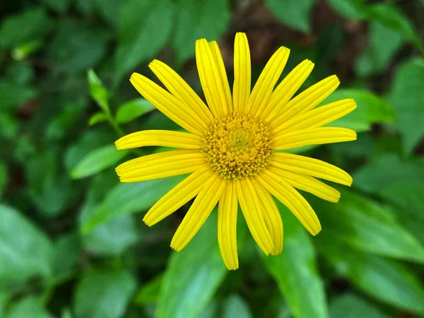 Eye Buphthalmum Salicifolium Weidenblaettrige Ochsenauge Weidenblatt Rindsauge Buphthalme Feuilles Saule — Stok fotoğraf