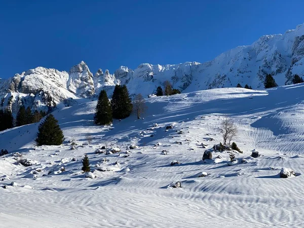 混合高山の森の中の純粋な白い雪のカバーに光と影の魔法の遊び Schwaegalp山のパス カントン アッペンツェル アウセルローデン スイス スイス — ストック写真