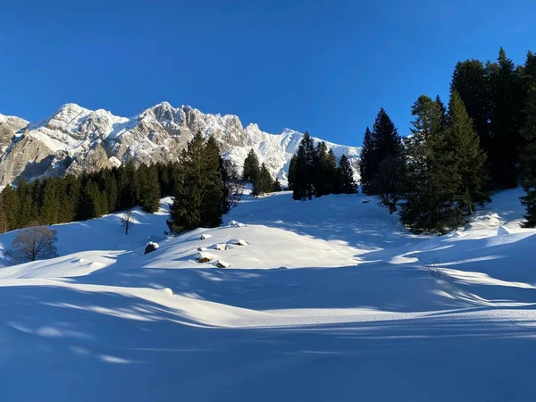 Magico Gioco Luci Ombre Candido Manto Neve Una Foresta Alpina — Foto Stock