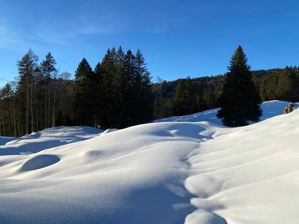 Magico Gioco Luci Ombre Candido Manto Neve Una Foresta Alpina — Foto Stock