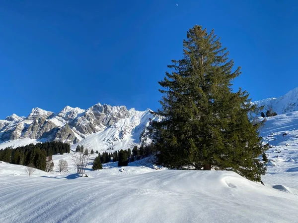 Ambiente Invernal Hermoso Ambiente Idílico Nevada Montaña Alpina Alpstein Macizo —  Fotos de Stock