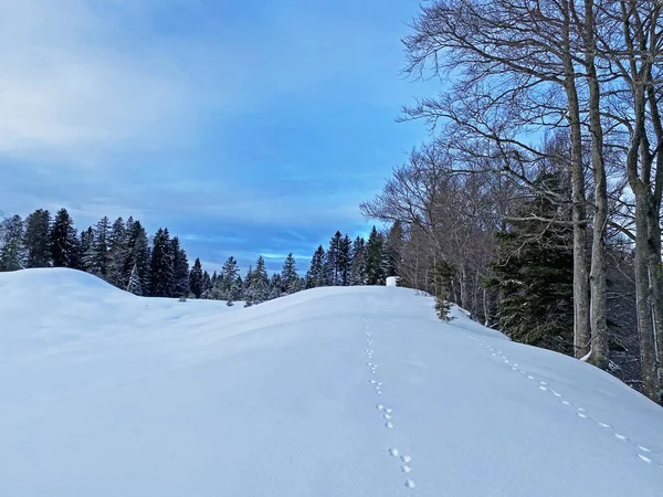 Festői Téli Alpesi Táj Alpesi Csúcsok Dombok Erdők Legelők Borított — Stock Fotó