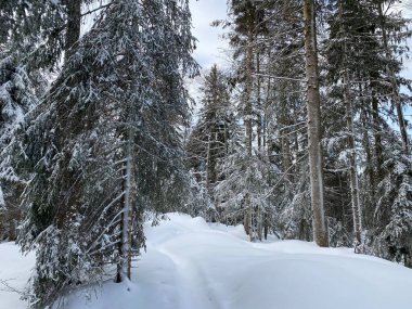 Alp ormanları tipik bir kış ortamında ve derin taze kar örtüsü altında - Appenzell Alps massif, İsviçre (Schweiz)