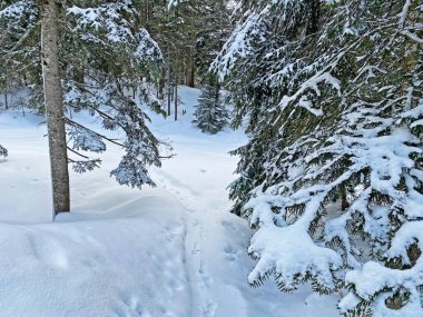 Alp ormanları tipik bir kış ortamında ve derin taze kar örtüsü altında - Appenzell Alps massif, İsviçre (Schweiz)