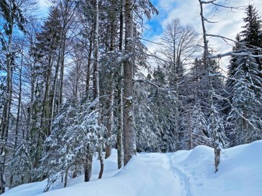 Alp ormanları tipik bir kış ortamında ve derin taze kar örtüsü altında - Appenzell Alps massif, İsviçre (Schweiz)