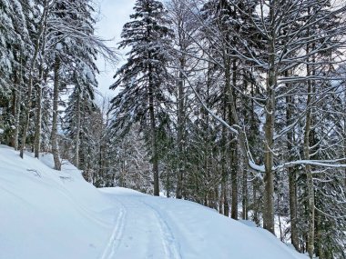 Alp ormanları tipik bir kış ortamında ve derin taze kar örtüsü altında - Appenzell Alps massif, İsviçre (Schweiz)