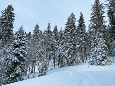 Alp ormanları tipik bir kış ortamında ve derin taze kar örtüsü altında - Appenzell Alps massif, İsviçre (Schweiz)