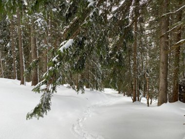 Alp ormanları tipik bir kış ortamında ve derin taze kar örtüsü altında - Appenzell Alps massif, İsviçre (Schweiz)