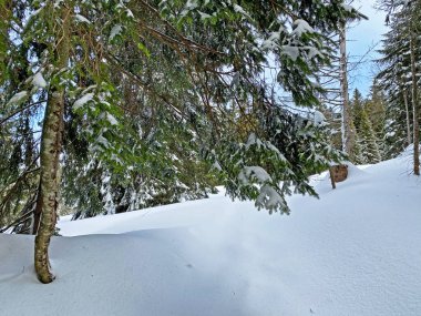 Alp ormanları tipik bir kış ortamında ve derin taze kar örtüsü altında - Appenzell Alps massif, İsviçre (Schweiz)
