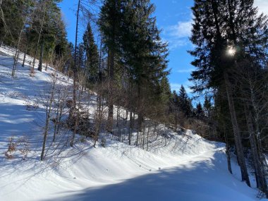 Alp ormanları tipik bir kış ortamında ve derin taze kar örtüsü altında - Appenzell Alps massif, İsviçre (Schweiz)