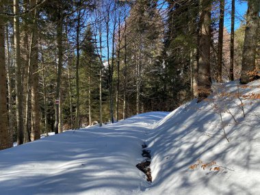 Alp ormanları tipik bir kış ortamında ve derin taze kar örtüsü altında - Appenzell Alps massif, İsviçre (Schweiz)