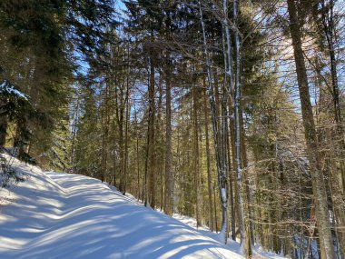 Alp ormanları tipik bir kış ortamında ve derin taze kar örtüsü altında - Appenzell Alps massif, İsviçre (Schweiz)