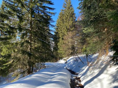 Alp ormanları tipik bir kış ortamında ve derin taze kar örtüsü altında - Appenzell Alps massif, İsviçre (Schweiz)