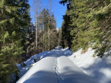 Alp ormanları tipik bir kış ortamında ve derin taze kar örtüsü altında - Appenzell Alps massif, İsviçre (Schweiz)