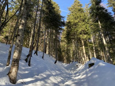 Alp ormanları tipik bir kış ortamında ve derin taze kar örtüsü altında - Appenzell Alps massif, İsviçre (Schweiz)