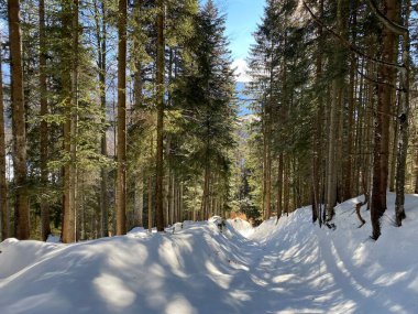 Alp ormanları tipik bir kış ortamında ve derin taze kar örtüsü altında - Appenzell Alps massif, İsviçre (Schweiz)