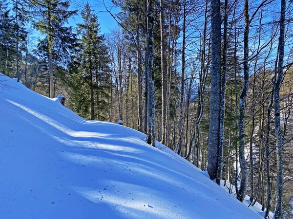 Sentiers Forêt Alpine Dans Environnement Hivernal Typique Sous Une Couche — Photo