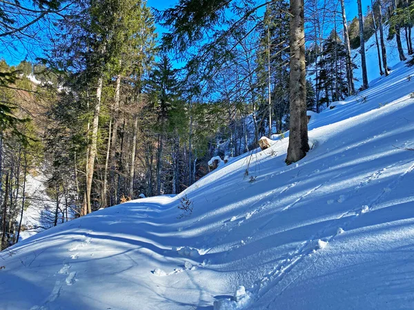 Αλπικές Δασικές Διαδρομές Ένα Τυπικό Χειμερινό Περιβάλλον Και Υπό Βαθιά — Φωτογραφία Αρχείου