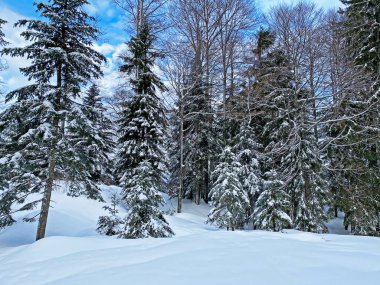 İsviçre Alpleri, Schwaegalp dağ geçidi - İsviçre 'deki Appenzell Ausserrhoden Kantonu (Schweiz)