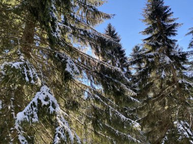 İsviçre Alpleri, Schwaegalp dağ geçidi - İsviçre 'deki Appenzell Ausserrhoden Kantonu (Schweiz)