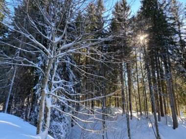 İsviçre Alpleri, Schwaegalp dağ geçidi - İsviçre 'deki Appenzell Ausserrhoden Kantonu (Schweiz)