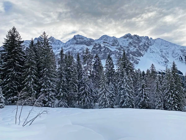スイスアルプスの豪雪後の典型的な冬の雰囲気の中で高山の木の絵の天蓋 Schwaegalp山道 カントン アペンツェル アウセルローデン スイス スイス — ストック写真