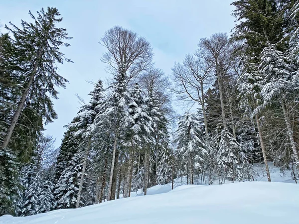 Malerische Baumkronen Typischer Winteratmosphäre Nach Heftigen Schneefällen Den Schweizer Alpen — Stockfoto