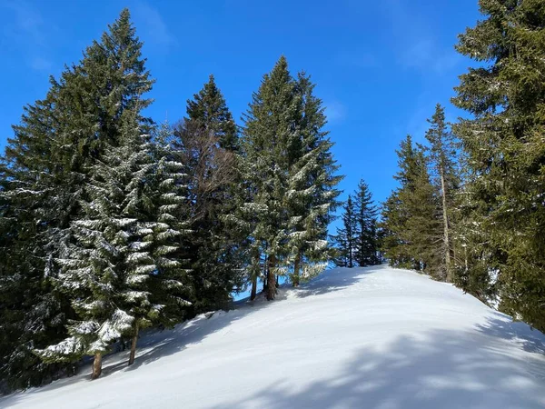 Canopies Pitorescos Árvores Alpinas Uma Atmosfera Típica Inverno Após Queda — Fotografia de Stock