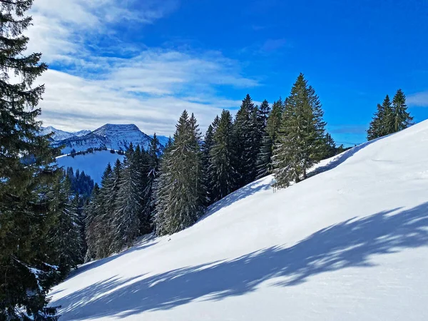 Kanopi Picturesque Pohon Alpen Dalam Suasana Musim Dingin Yang Khas — Stok Foto