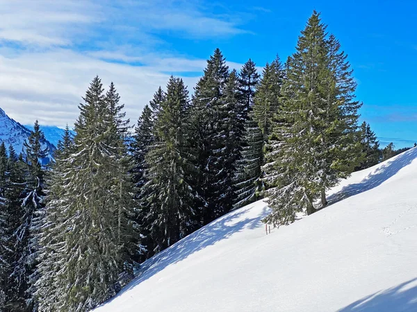 Pintorescas Copas Árboles Alpinos Ambiente Típico Invierno Después Fuertes Nevadas — Foto de Stock