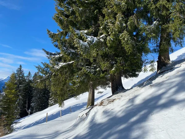 Pintorescas Copas Árboles Alpinos Ambiente Típico Invierno Después Fuertes Nevadas — Foto de Stock