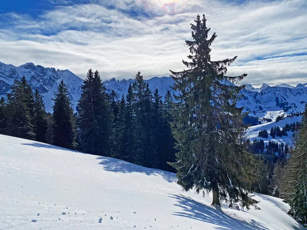 Pintorescas Copas Árboles Alpinos Ambiente Típico Invierno Después Fuertes Nevadas —  Fotos de Stock