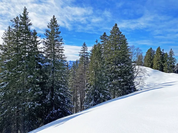 Canopées Pittoresques Arbres Alpins Dans Une Atmosphère Hivernale Typique Après — Photo