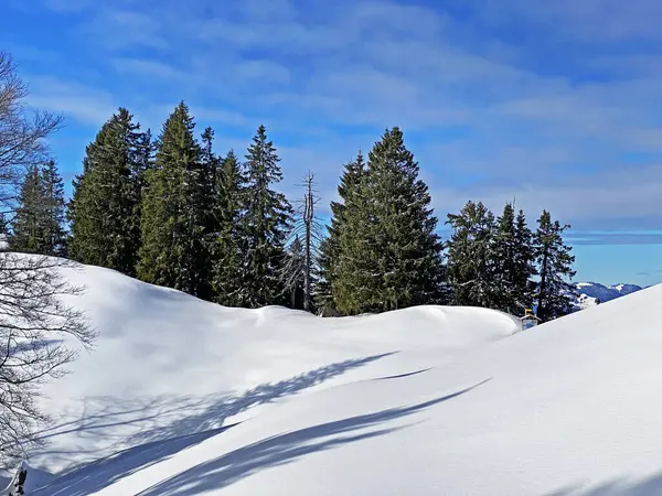 Malebné Baldachýny Alpských Stromů Typické Zimní Atmosféře Silném Sněžení Švýcarských — Stock fotografie