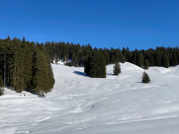 Picturesque Canopies Alpine Tree Типова Зимова Атмосфера Після Сильних Снігопадів — стокове фото