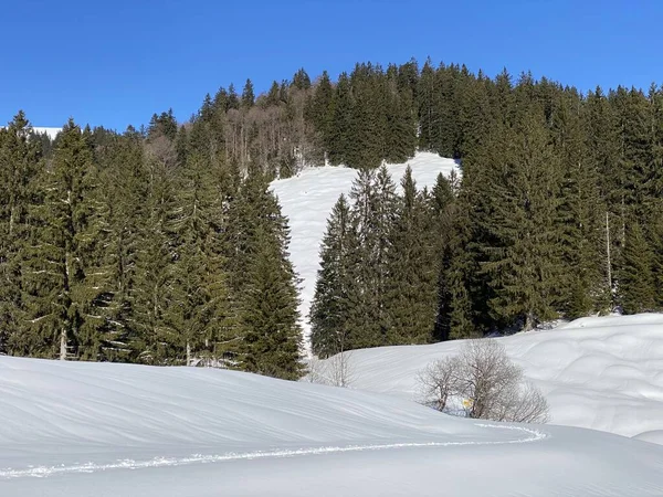 Canopies Pitorescos Árvores Alpinas Uma Atmosfera Típica Inverno Após Queda — Fotografia de Stock