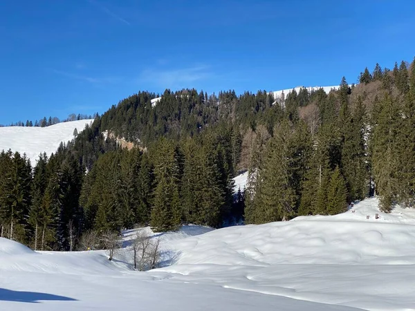 Canopies Pitorescos Árvores Alpinas Uma Atmosfera Típica Inverno Após Queda — Fotografia de Stock