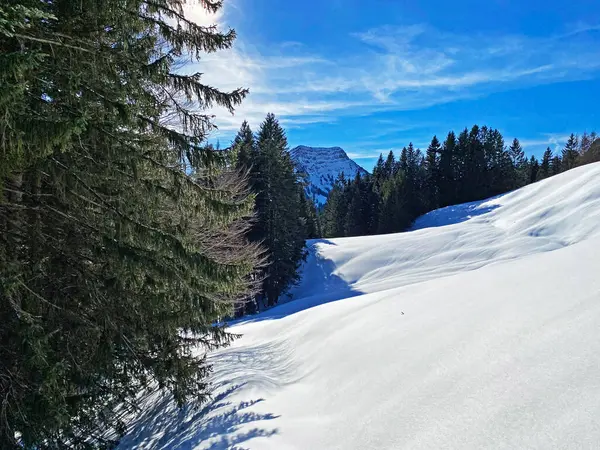 Picturesque Canopies Alpine Tree Типова Зимова Атмосфера Після Сильних Снігопадів — стокове фото