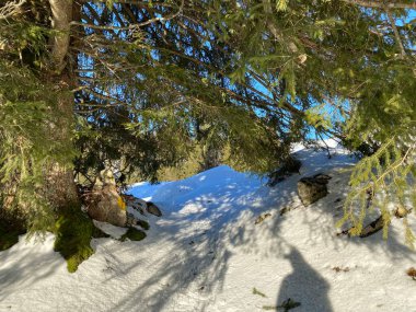 İsviçre Alpleri, Schwaegalp dağ geçidi - İsviçre 'deki Appenzell Ausserrhoden Kantonu (Schweiz)