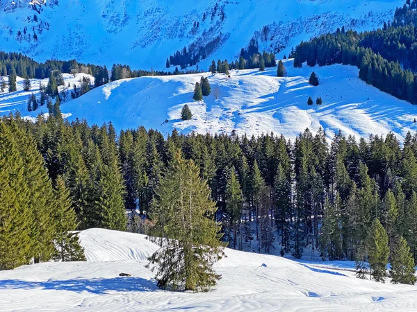 Malerische Baumkronen Typischer Winteratmosphäre Nach Heftigen Schneefällen Den Schweizer Alpen — Stockfoto