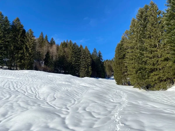 Canopies Pitorescos Árvores Alpinas Uma Atmosfera Típica Inverno Após Queda — Fotografia de Stock