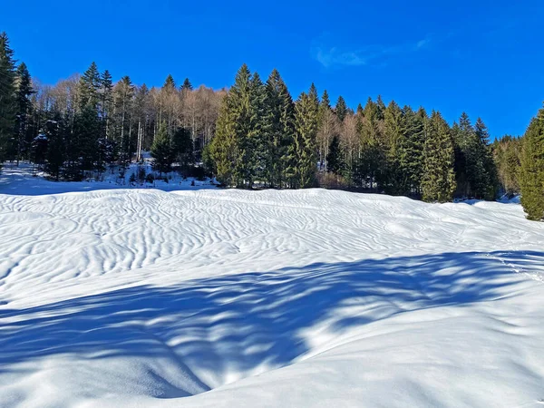 Festői Lombkoronák Alpesi Fák Egy Tipikus Téli Atmoszférában Nehéz Hóesés — Stock Fotó