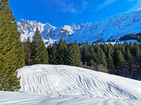 Canopies Pitorescos Árvores Alpinas Uma Atmosfera Típica Inverno Após Queda — Fotografia de Stock